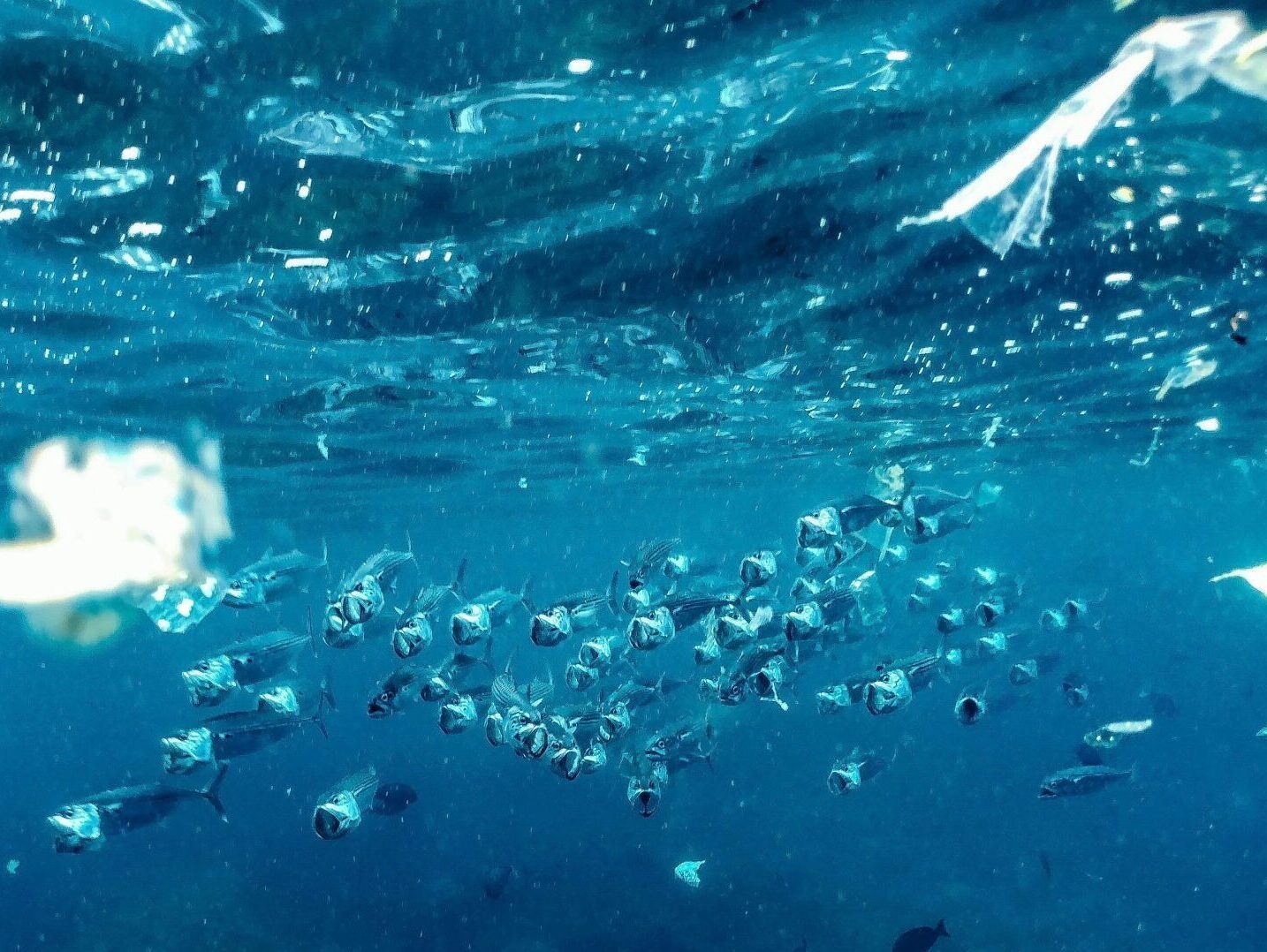 Microplastics 2024 12 02 232532 kpnl